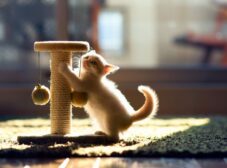 اسکرچر گربه و انواعش+ راهنمای خرید اسکرچر و لینک های مفید