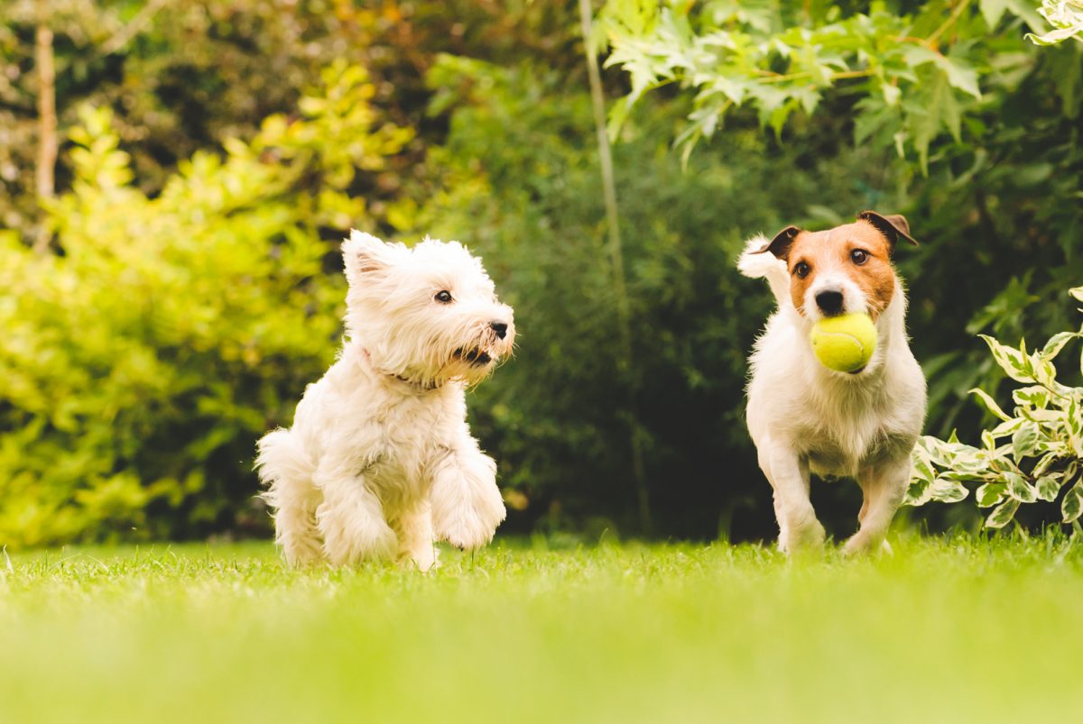 توپ بازی کردن دوتا سگ