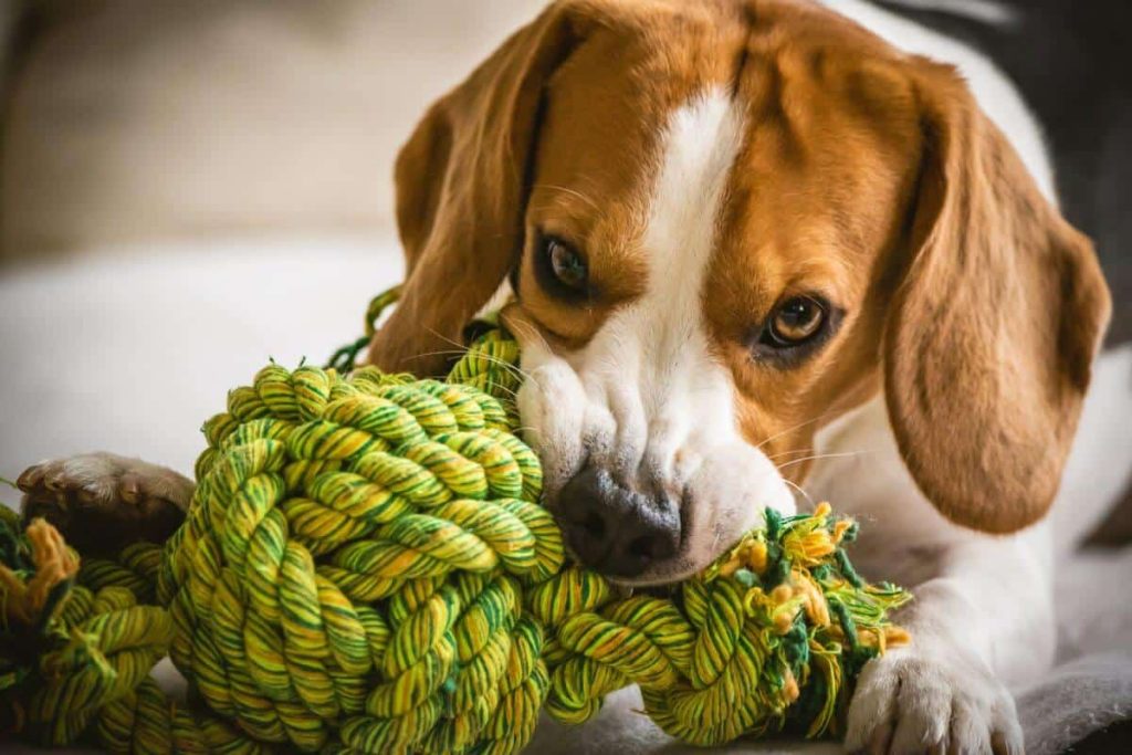 اسباب بازی طنابی برای سگ