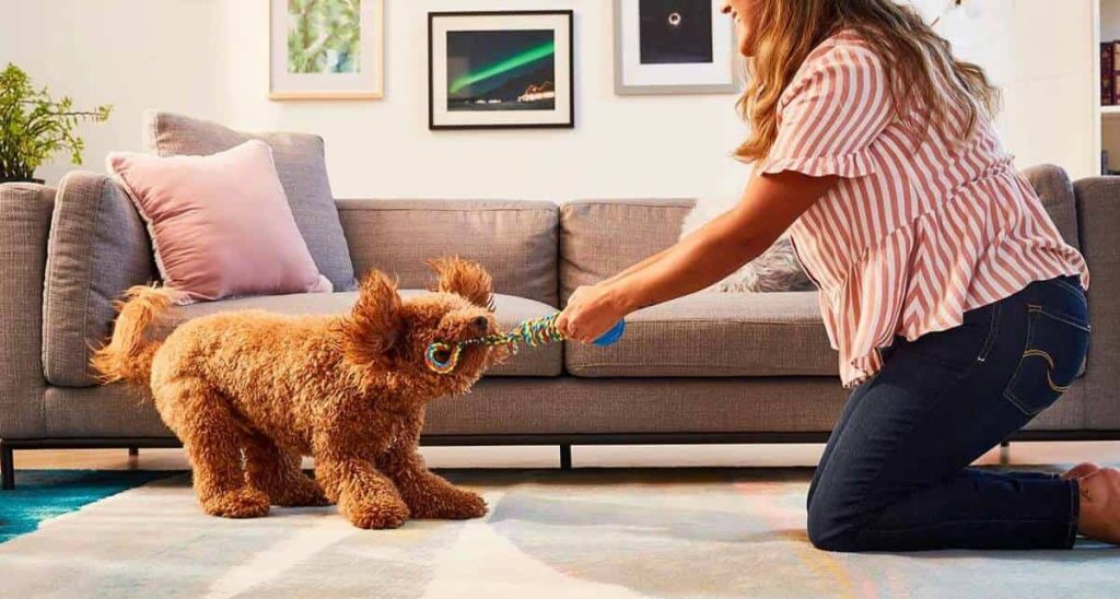 بازی کشیدنی با سگ