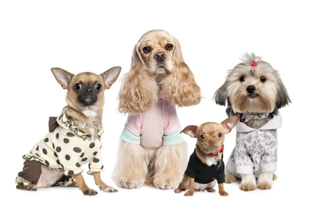 نژاد های مختلف سگ با لباس های متنوع