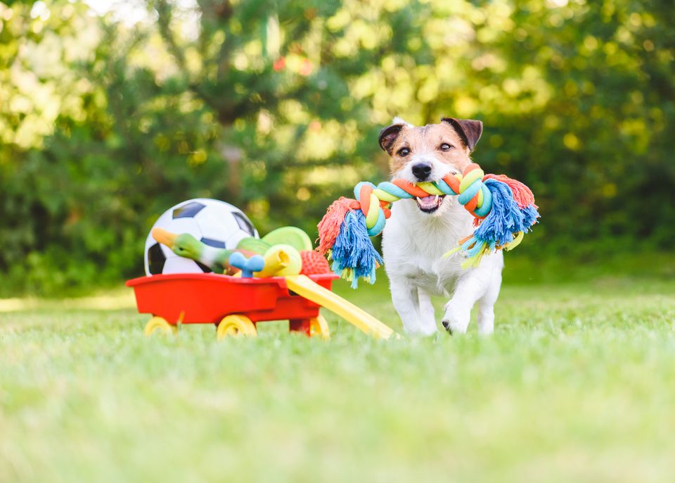 10 نوع اسباب بازی سگ پرطرفدار و پرکاربرد و نحوه بازی با آن‌ها