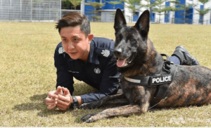 سگ ژرمن شپرد پلیس