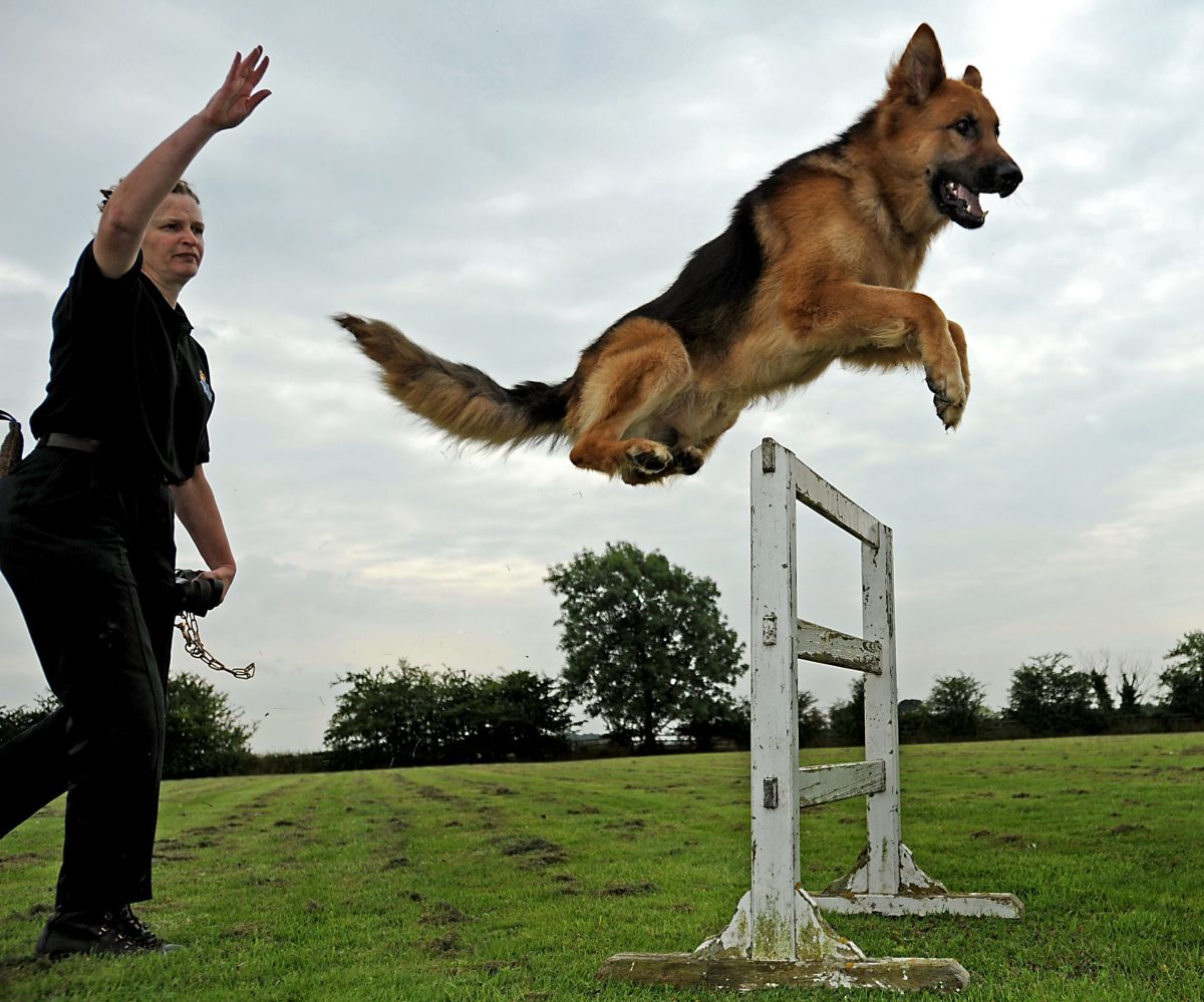 Police Dog Training School Bridgend