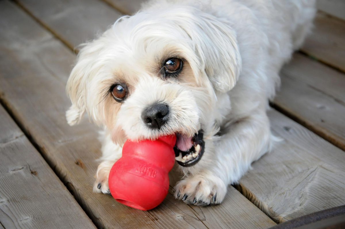بازی کردن سگ با اسباب بازیش