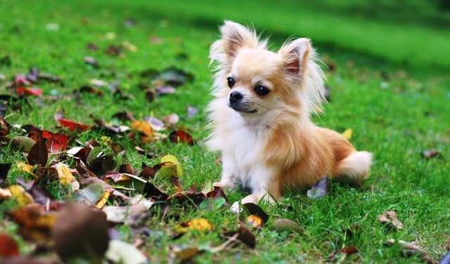 سگ شیواوا مینیاتوری،کوچکترین سگ دنیا (معرفی کامل این نژاد سگ)