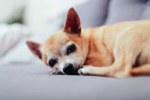 سگ طلایی رنگ شیواوا