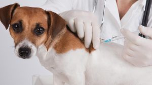 تزریق واکسن سگ