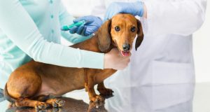 واکسن زدن سگ در کلینیک