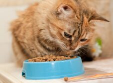 همه‌چیز در مورد غذای گربه و نکات مهم تغذیه‌ای