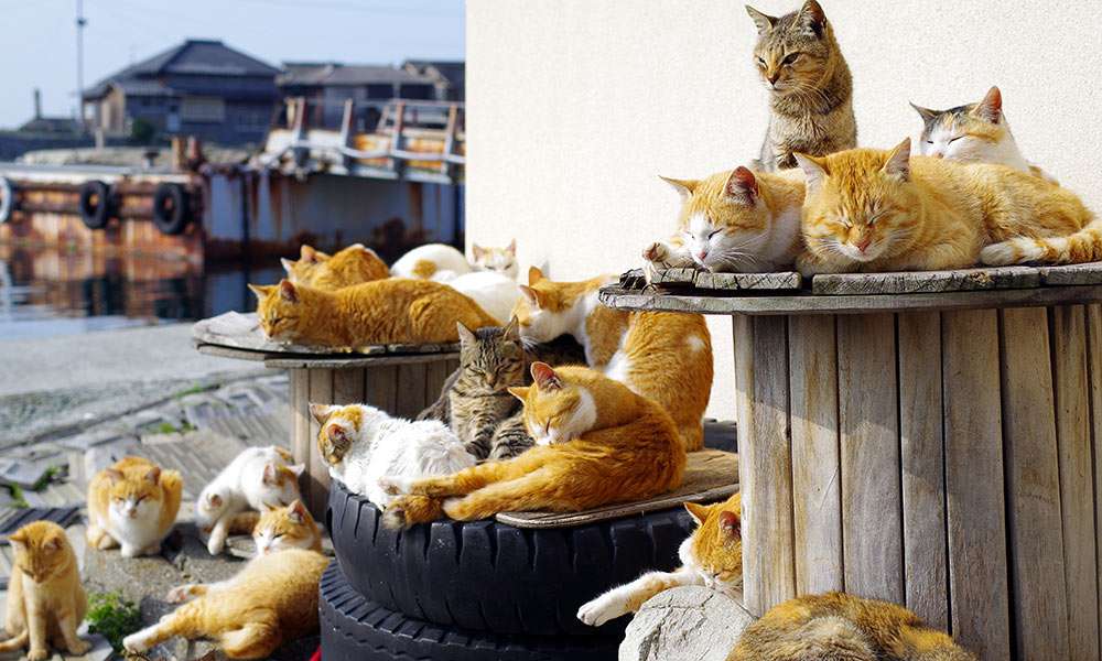 گربه های خیابانی