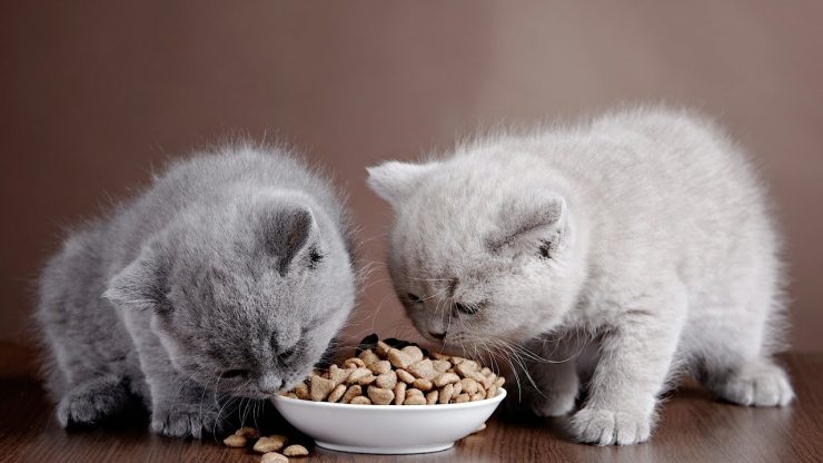 تغذیه گربه