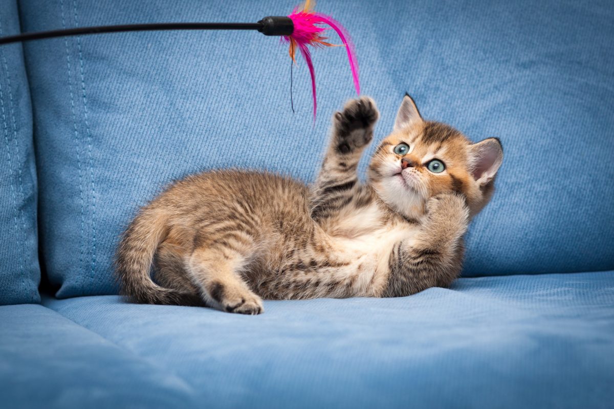 10 نوع اسباب بازی گربه پرکاربرد و پرطرفدار و نحوه بازی با آن‌ها
