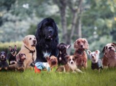 معرفی باهوش‌ ترین نژاد سگ در دنیا + راهنمای آموزش سگ‌های باهوش