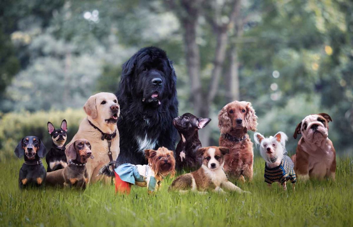 معرفی باهوش‌ ترین نژاد سگ در دنیا + راهنمای آموزش سگ‌های باهوش