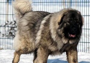  سگ قفقازی آذری