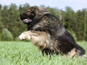 سگ قفقازی آذری