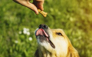 خوراکی تشویقی دادن به سگ