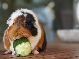 خوکچه هندی در حال خیار خوردن