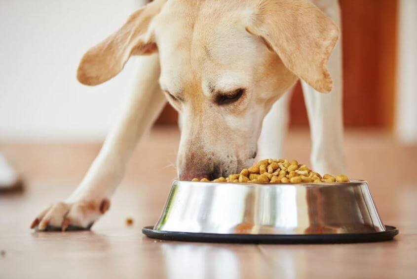 غذای سگ چیست؟