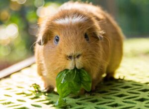 خوکچه هندی در حال سبزی خوردن