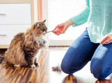 تمام چیزهایی که باید درمورد تشویقی گربه بدانید! (راهنمای خرید)