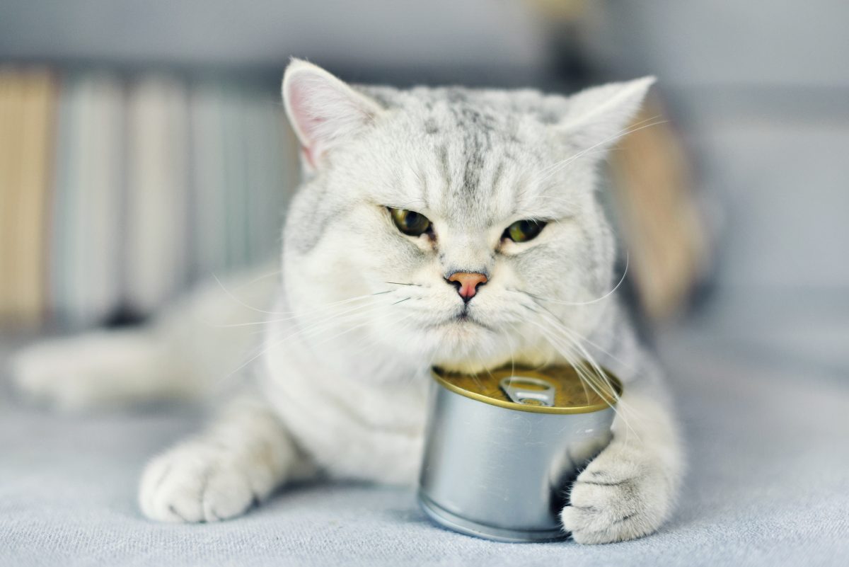 گربه و غذای کنسروی