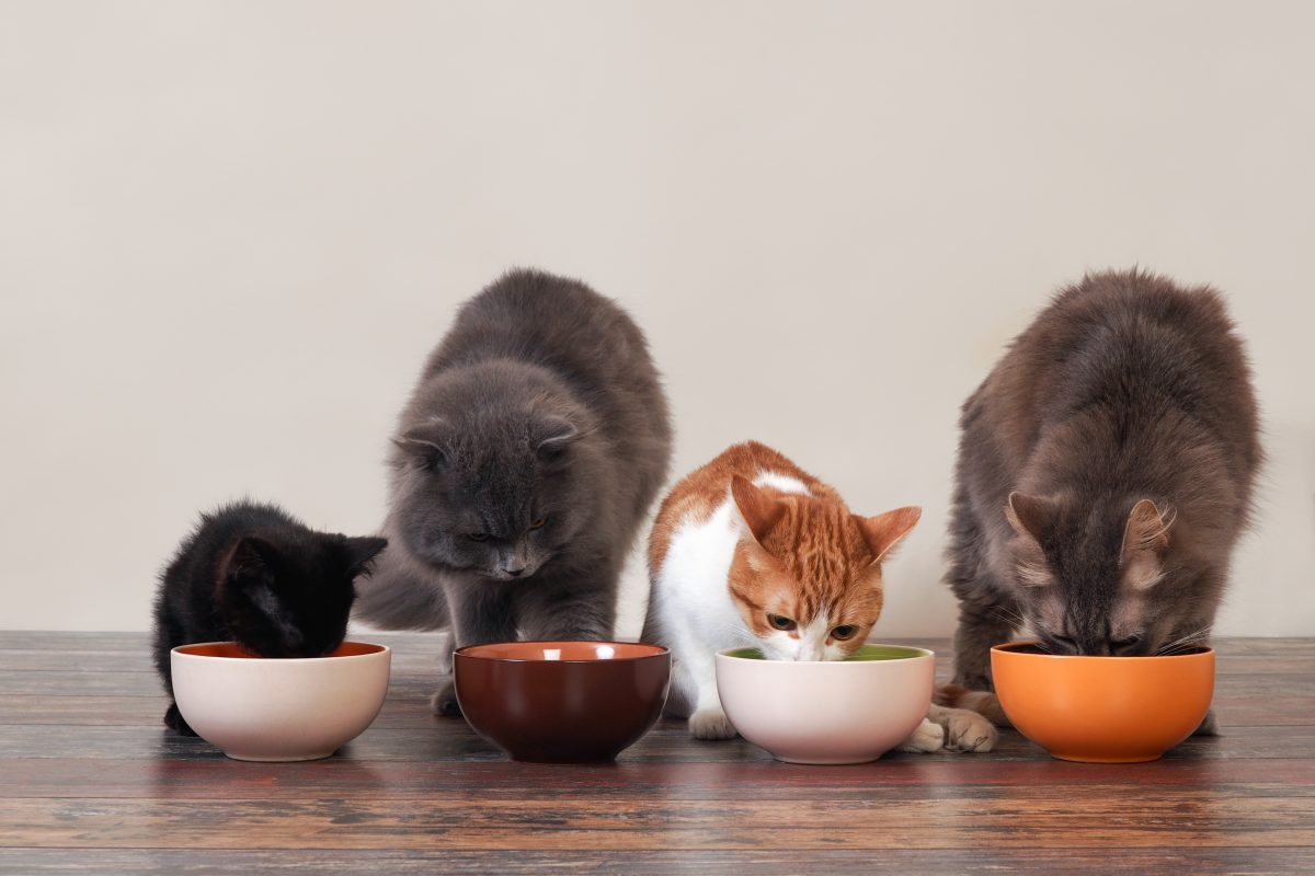 غذا خوردن گربه ها