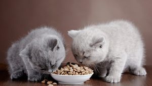 غذای خشک مخصوص گربه ها