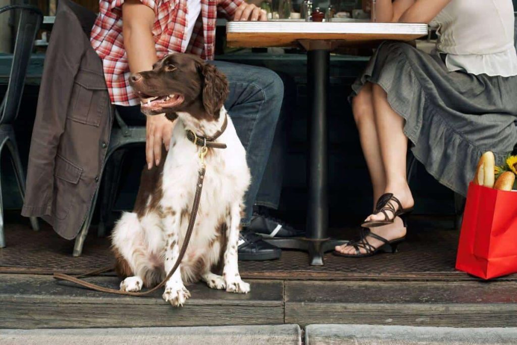 سگ با قلاده در رستوران