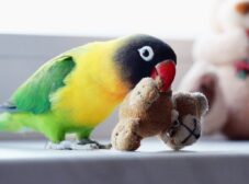 آشنایی با طوطی برزیلی یا لاوبِرد، پرنده‌ای عاشق‌پیشه و کوچک!