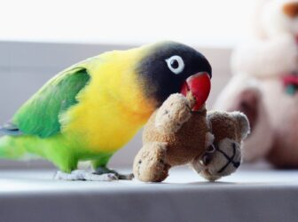 آشنایی با طوطی برزیلی یا لاوبِرد، پرنده‌ای عاشق‌پیشه و کوچک!