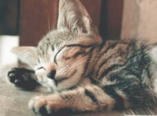 10 بیماری رایج در گربه خانگی + علائم و درمان