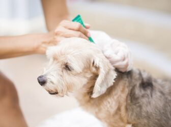 انواع بیماری‌های انگلی در سگ‌ها+راه‌های پیشگیری و درمان
