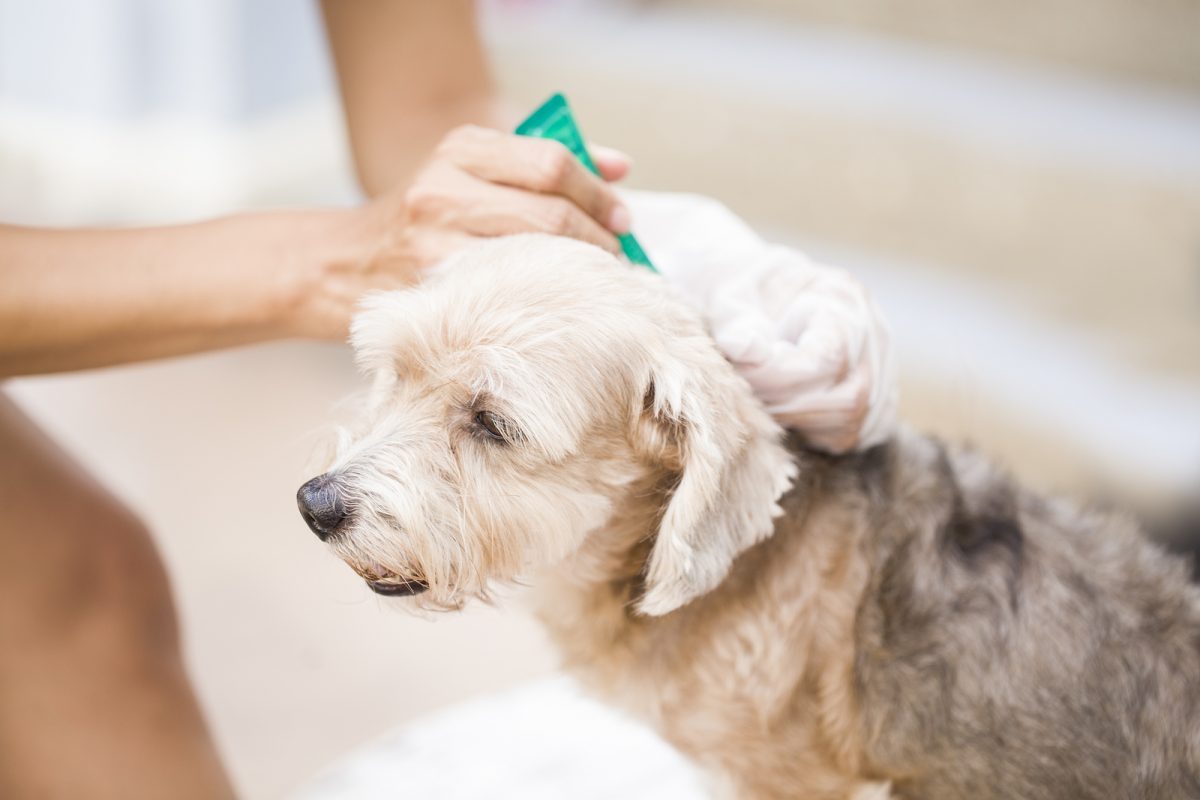 انواع بیماری‌های انگلی در سگ‌ها+ راه‌های پیشگیری و درمان