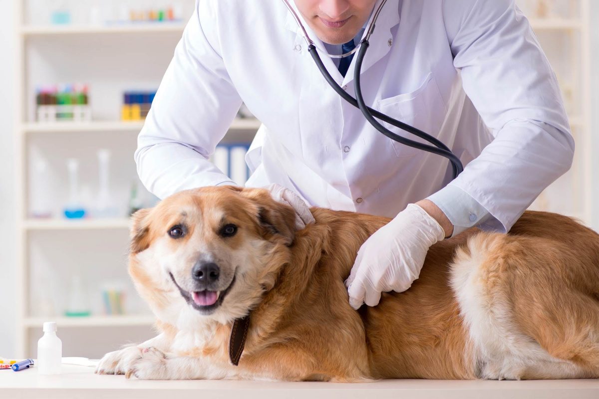 معاینه سگ توسط دامپزشک