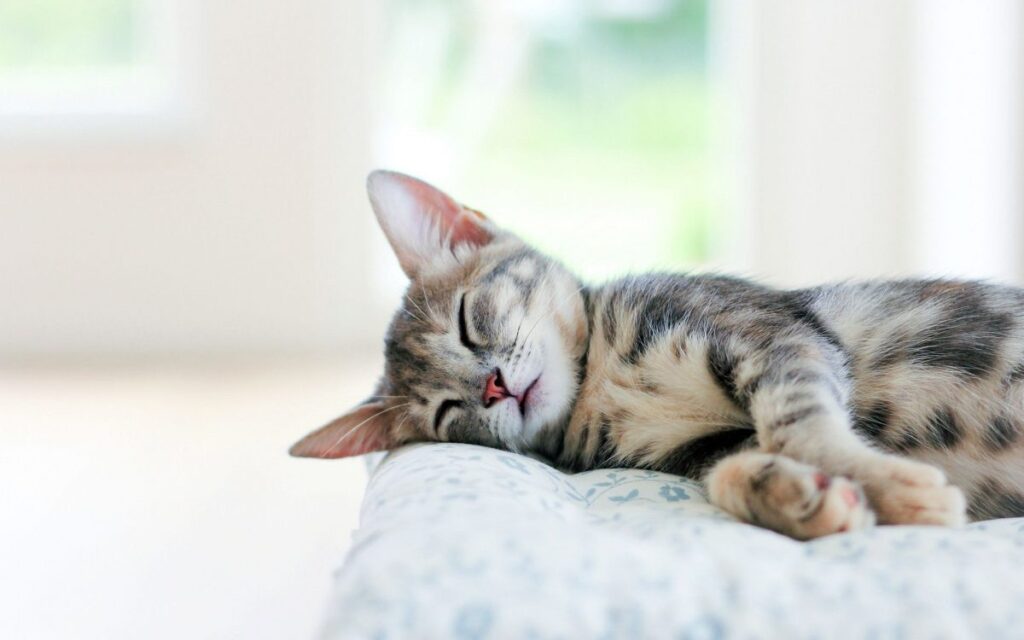 خواب راحت برای گربه