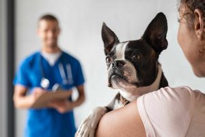 بردن سگ به دامپزشکی