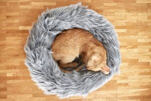 جای خواب گرد برای گربه