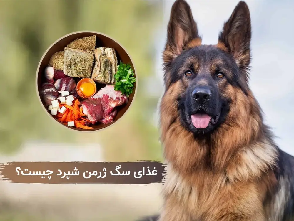 بهترین غذا برای سگ ژرمن شپرد چیست؟