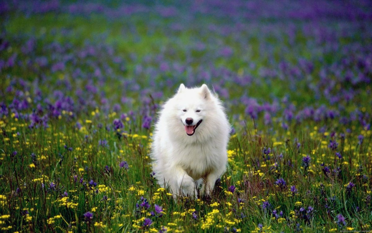 سگ اشپیتز در طبیعت