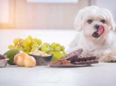 راهنمای انتخاب غذای سگ نژاد مالتیز