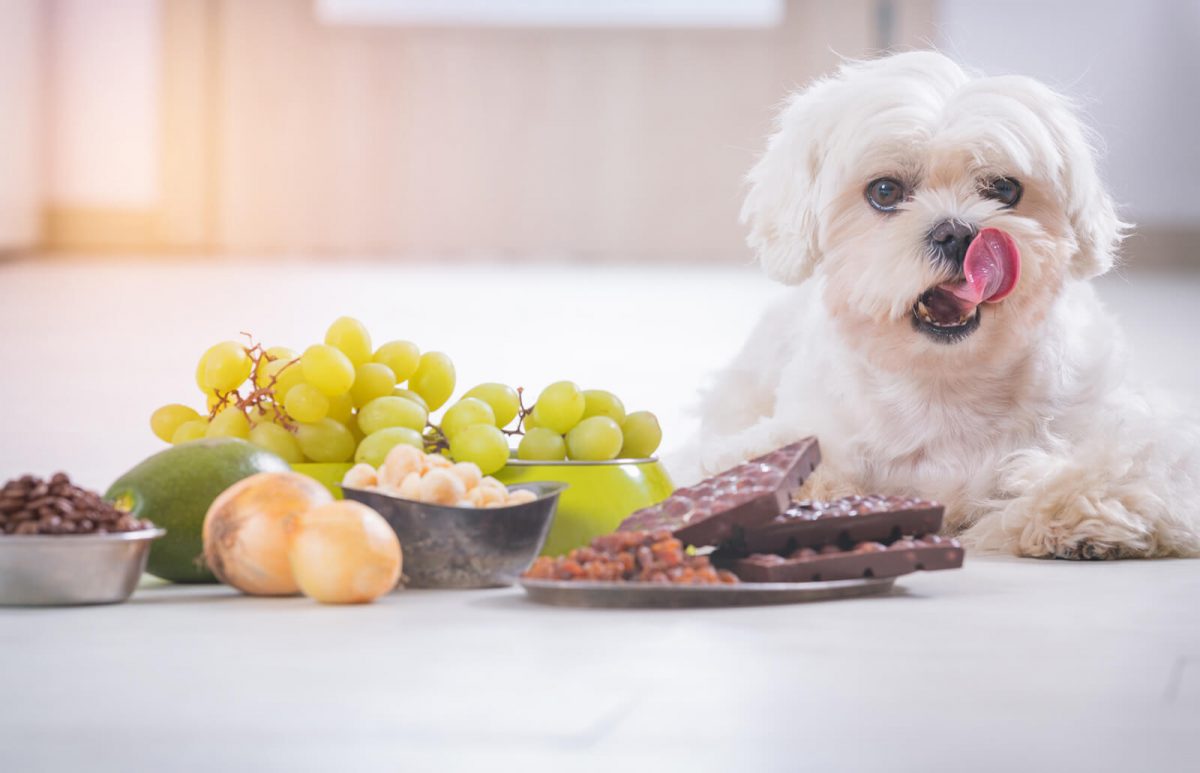 راهنمای انتخاب غذای سگ نژاد مالتیز