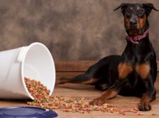 راهنمایی انتخاب بهترین غذای سگ دوبرمن پینچر