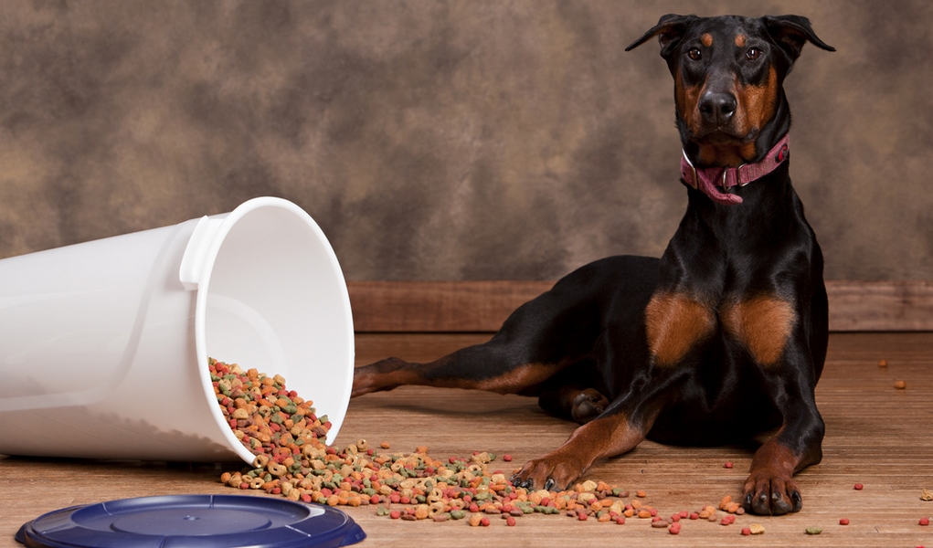 بهترین رژیم غذایی برای سگ دوبرمن پینچر چیست؟