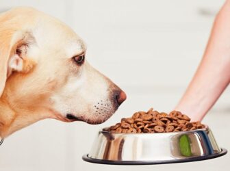 غذای خشک سگ؛ بهترین برندها و میزان مصرف