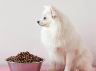 راهنمای انتخاب غذای مناسب برای سگ نژاد اشپیتز