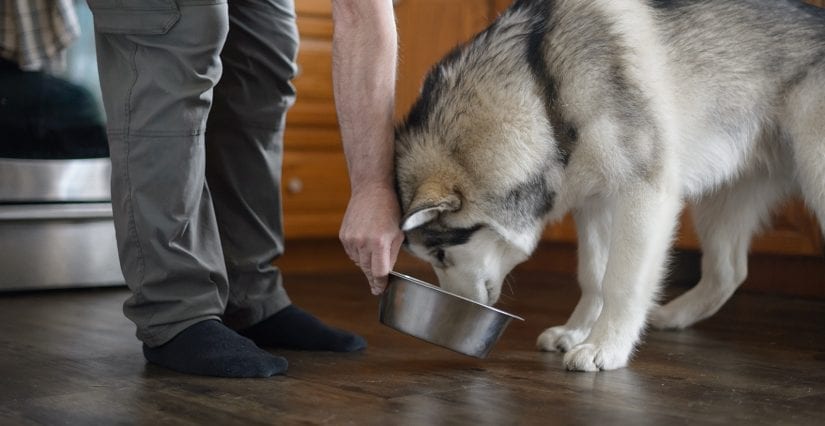 غذا دادن به سگ هاسکی