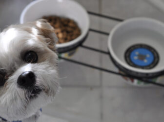 راهنمای انتخاب غذای مناسب برای سگ شیتزو تریر
