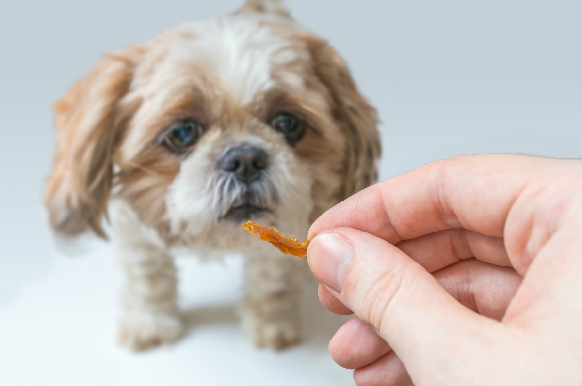 خوراکی تشویقی برای سگ شیتزو